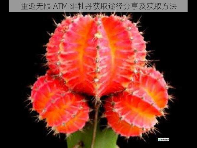 重返无限 ATM 绯牡丹获取途径分享及获取方法