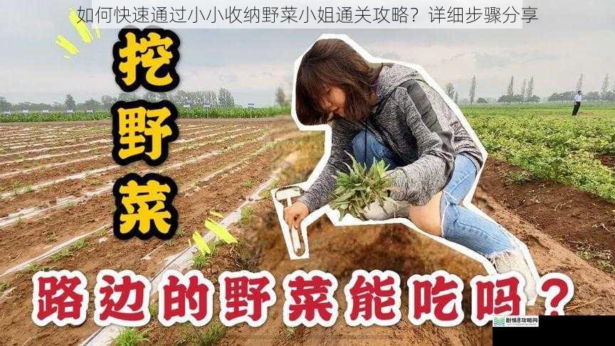 如何快速通过小小收纳野菜小姐通关攻略？详细步骤分享